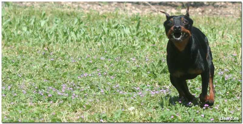 Demonium Pinscher