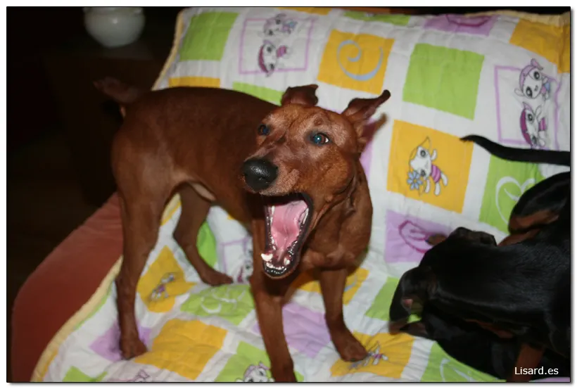 Cierro los ojos y veo Pinscher’s!