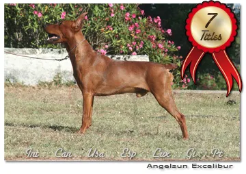 Sala campeones de Pinscher