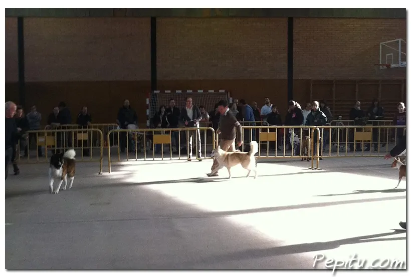 Día de exposición canina BRUTAL!!
