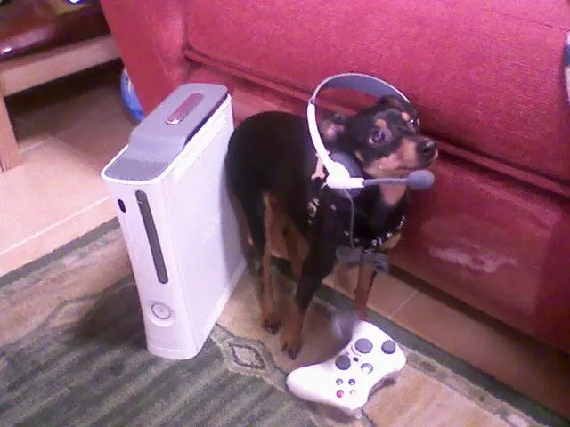 Un Pinscher jugando a la Xbox 360