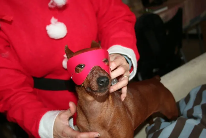 La Bat Pinscher.