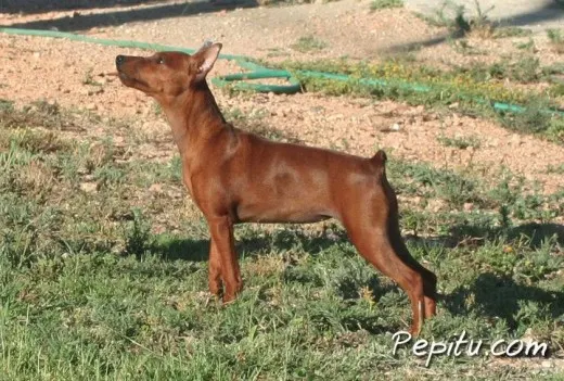 Mini Pinscher. Todo tiene un nuevo inicio.