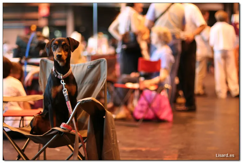 Finde en Dog Show de Paris.
