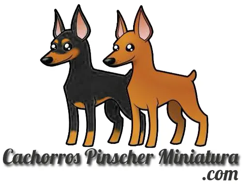 Cachorros de Pinscher Miniatura – nueva web