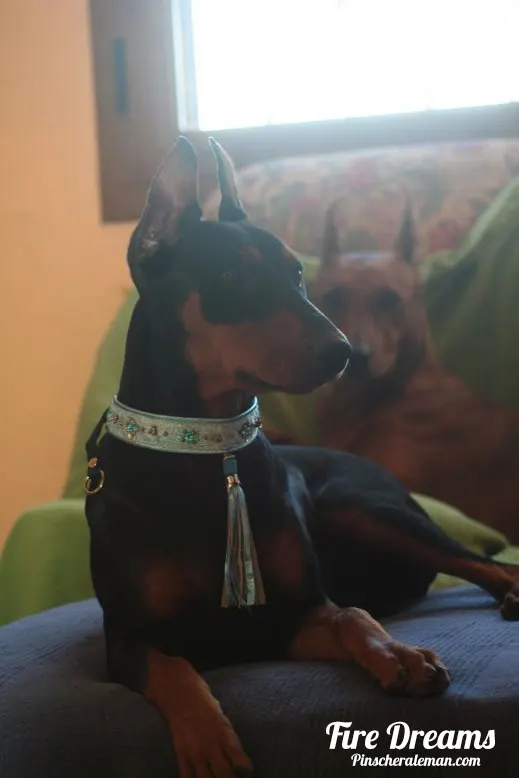 Lulu y Blade – Los Pinscher Alemán