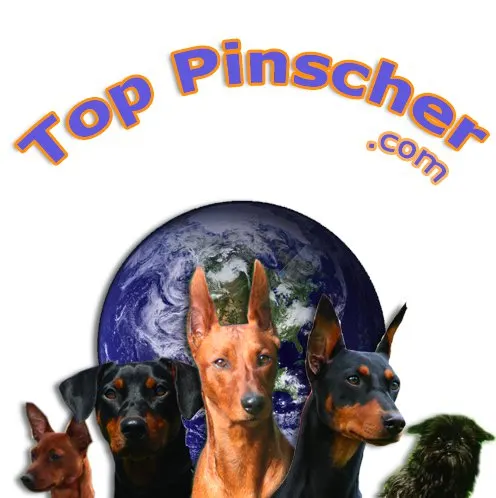 Los Mejores Mini Pinscher del Mundo – Los Top Pinscher