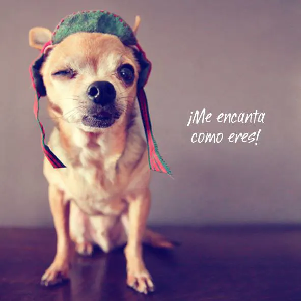 ¿Alguna vez te has preguntado qué pensarán nuestros perros de nosotros?