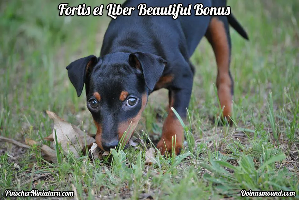 Fortis et Liber Beautiful Bonus – Super Bonus!!