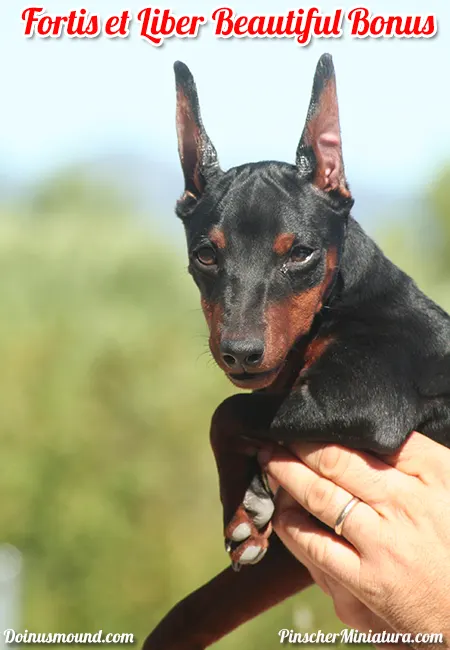 Bonus Summer – La Preciosa Mini Pinscher Negro Fuego!