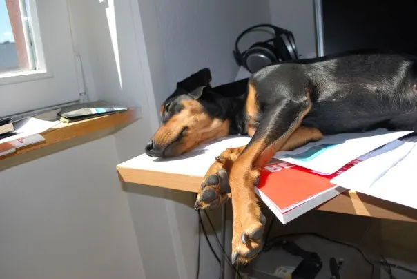 Dicen que los Pinscher son especiales.