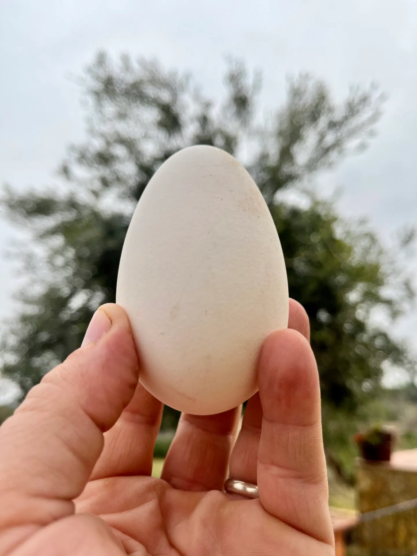 ¿Como es un huevo de Oca?
