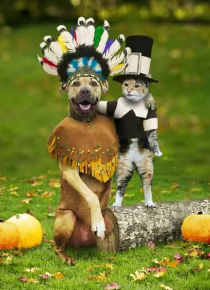Que es más inteligente un perro o un gato?