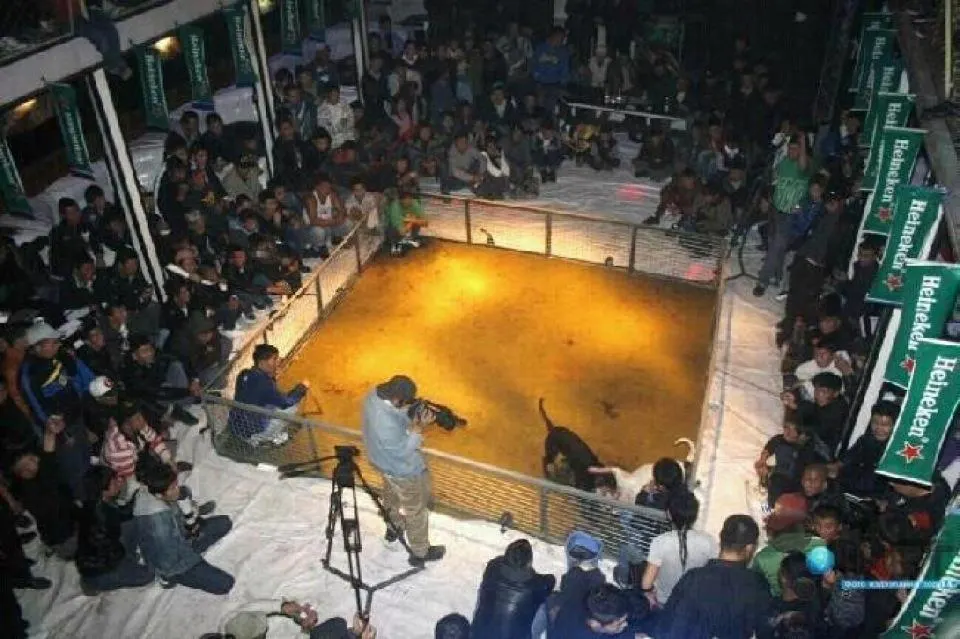 Peleas de Perros y Heineken – Carta abierta y mi Boicot