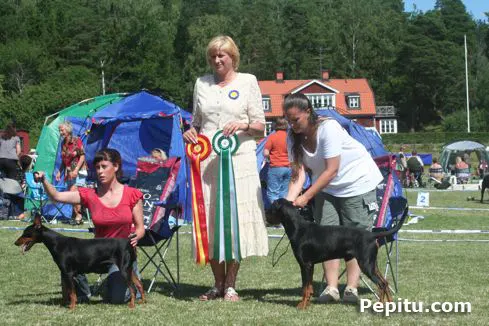 Fotos Pinscher y los Miniatura en la WdS 2008