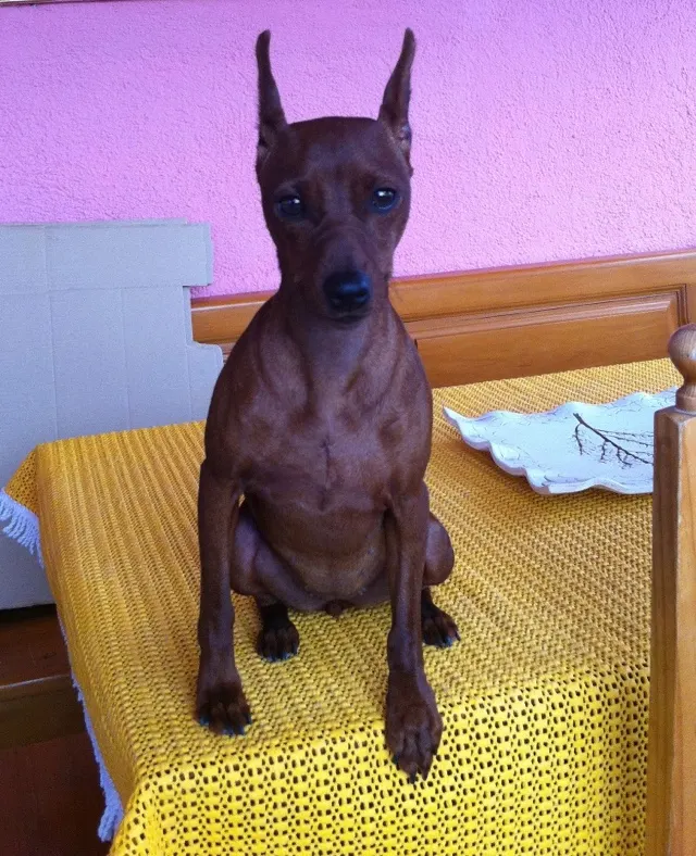 Jara ( doinusmound jariguay ) con 10 meses