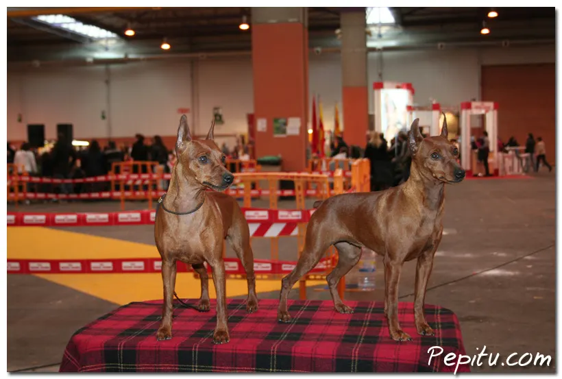 Exposición Canina Internacional Zaragoza 2011