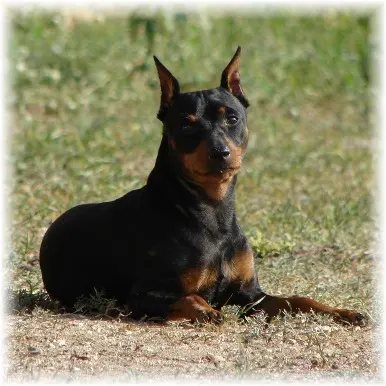 Hablar del Pinscher Miniatura.