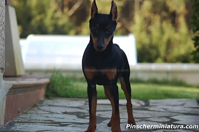 Nuevo video de Sasha, el mini pinscher.