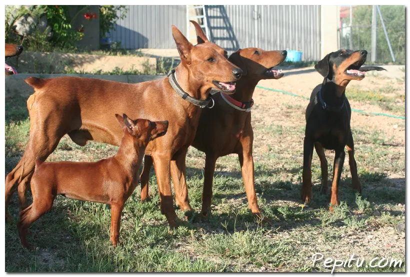 A veces veo Pinscher’s