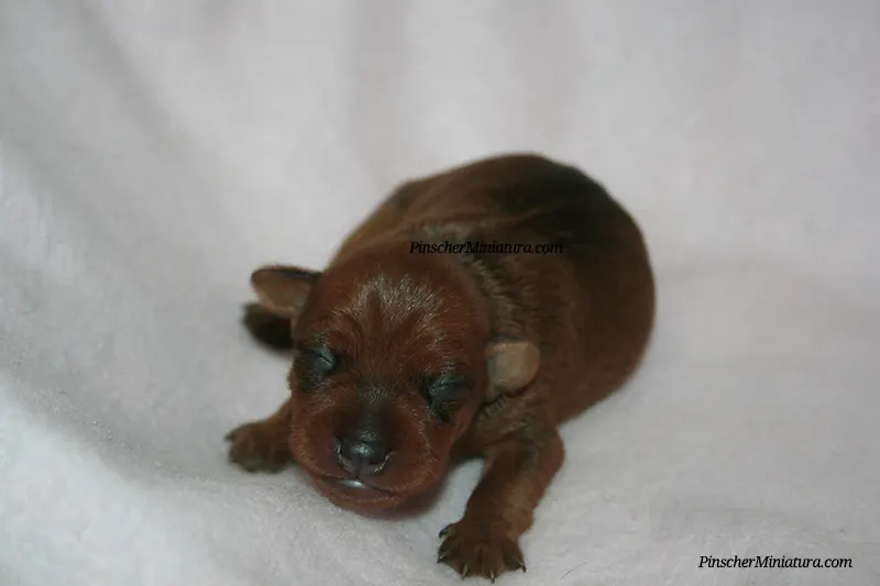 Los cachorros de Pinscher Miniatura más famosos!!