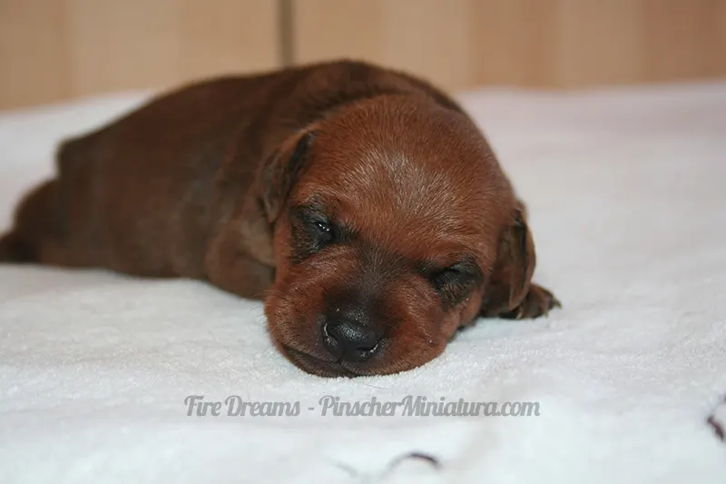 ¿Como duerme un cachorro de mini pinscher? [ foto ]