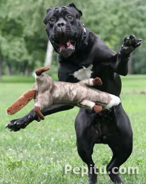Foto de perro atacado por una ardilla.