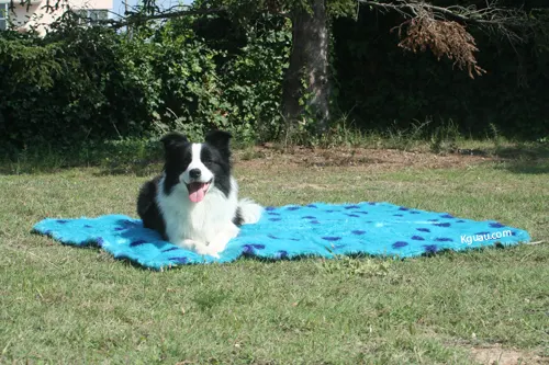 Un Border Collie en casa.