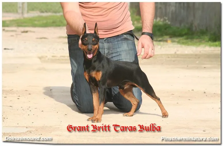 Los Mini Pinscher más famosos de España!!