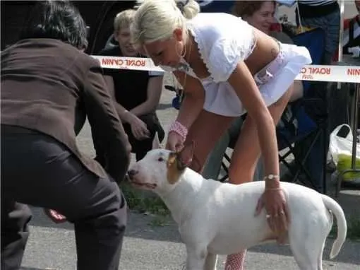 Fotos de Exposiciones Caninas WTF!