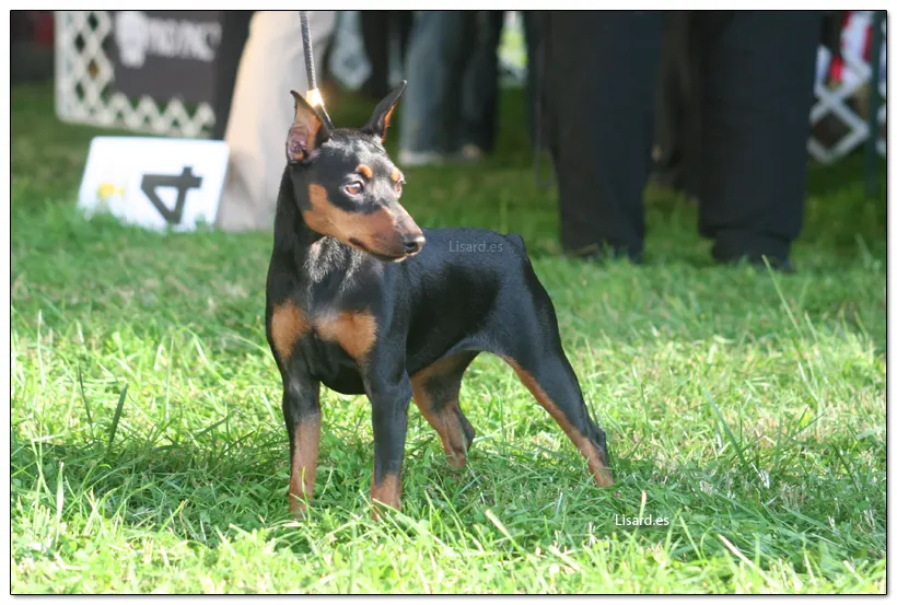 Foto Pinscher Miniatura EDS 2008