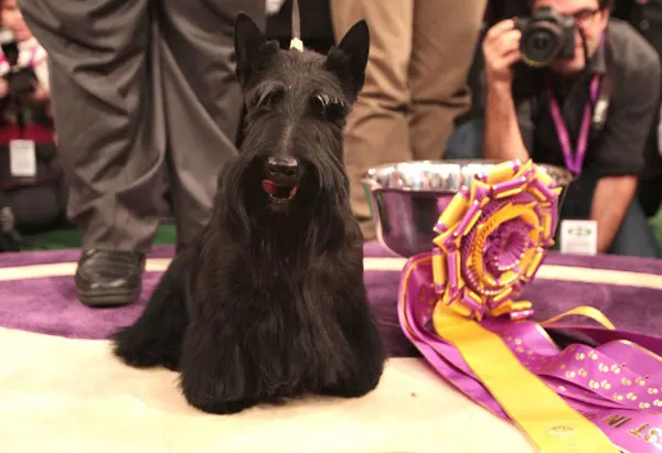 Calendario Exposiciones Caninas 2013 rsce