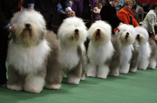 Exposiciones Caninas 2010