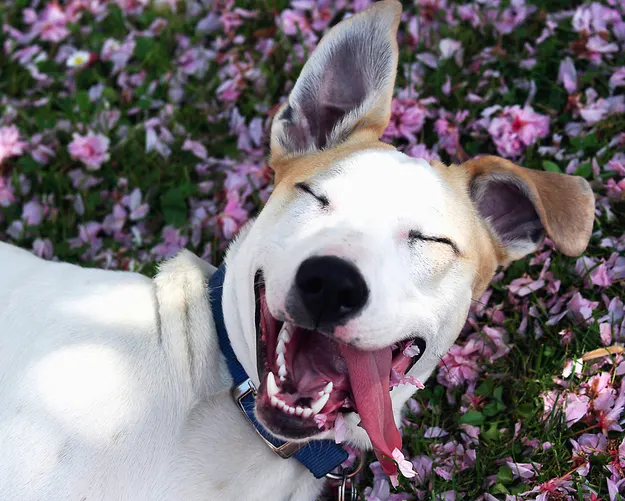 Fotos de perros felices!