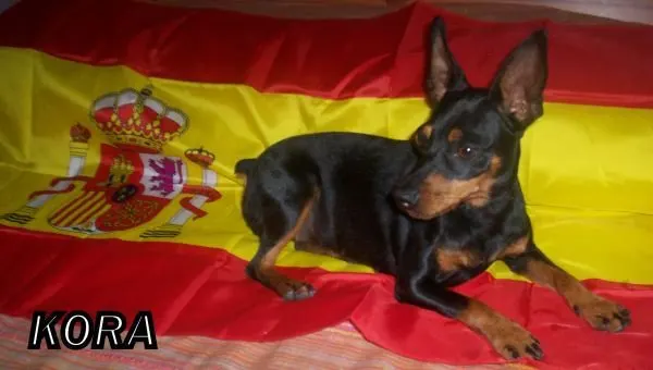 España Campeona del Mundo 2010!
