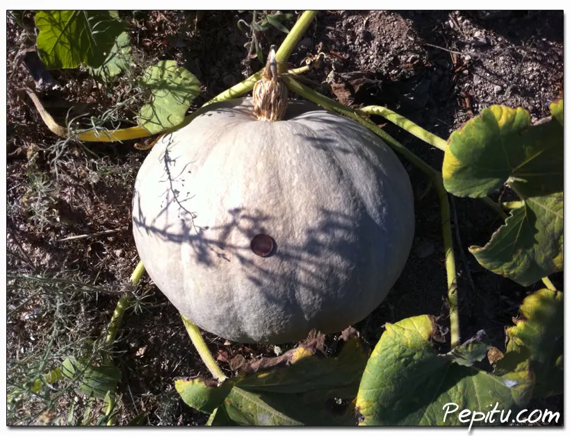 ¿Sorteo // Concurso?¿ Y de una mega Calabaza? ¿ Queréis?