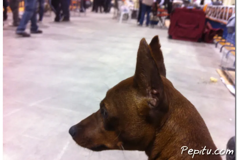 Exposición Canina Internacional Valencia 2010
