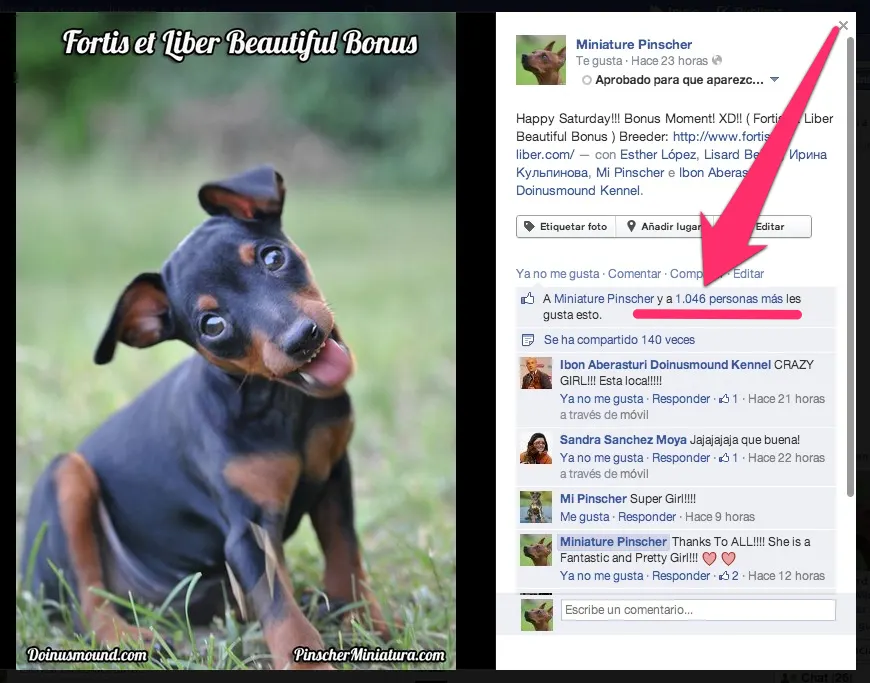 Bonus a 1000!! La Mini Pinscher negro y Fuego!
