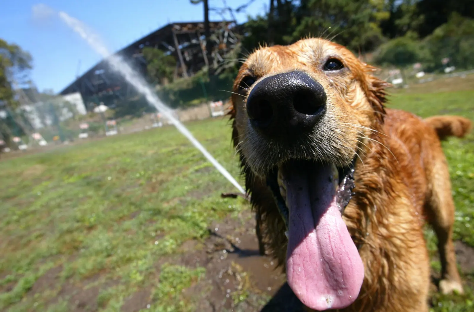 ¿Como serian los humanos si fueran perros?