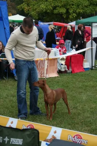 World Dog Show ’09: Los Show’s