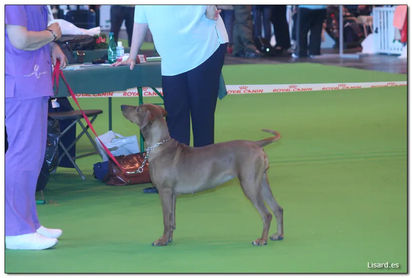 Fire Dream’s en Paris Dog Show.