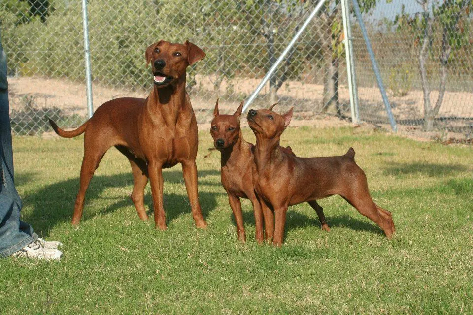 Pinscher o Pinscher Miniatura