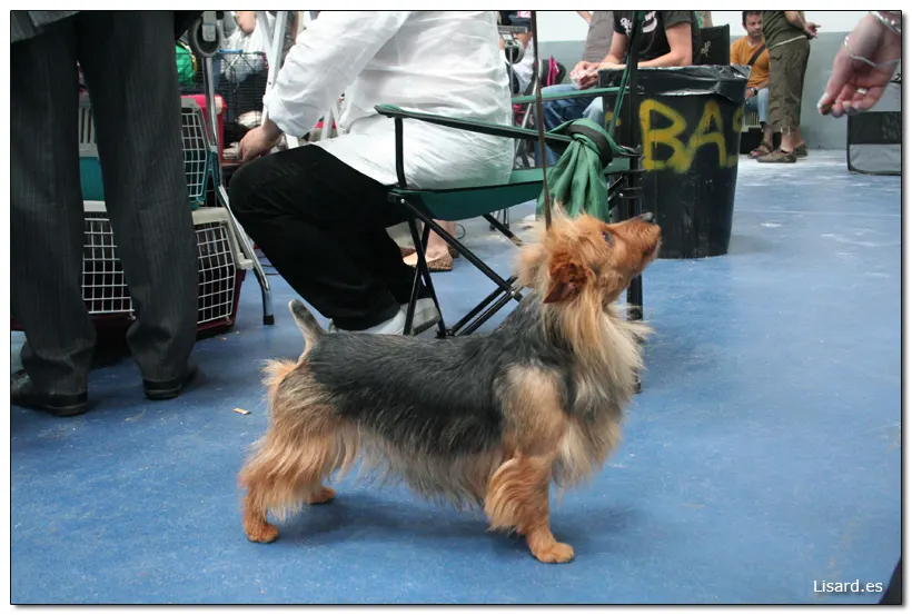 Australian Terrier o terrier Australiano.