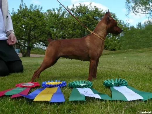 Resultados Pinscher Miniatura WDS 2010