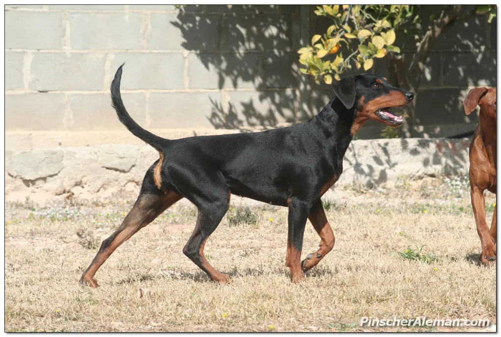 My Black and Tan Muxi ( Fire Dreams Atomic )