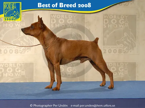 Resultados y fotos de la World dog Show.
