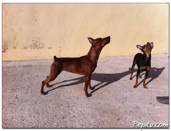 Entrenando con un Mini Pinscher.