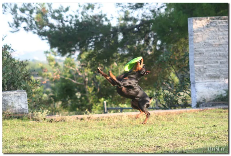 Fotos Pinscher con Frisbee!!