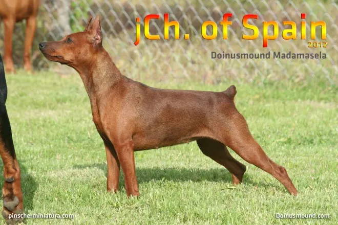 Mini pinscher