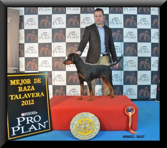 Resultados Punto obligatorio Talavera Pinscher Miniatura & Pinscher Aleman